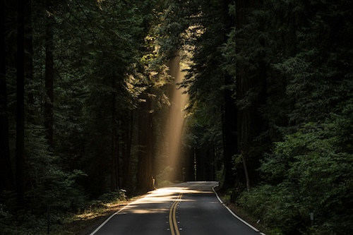 color photo, dar, trees in the background with orange sunlight glinting through